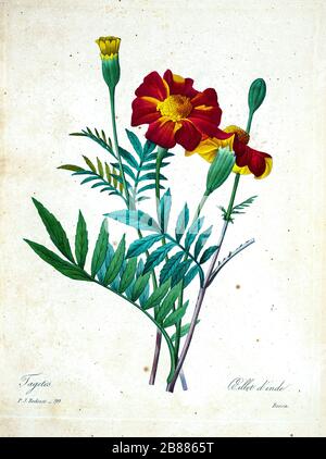 Handbemalte Gravurgravur aus dem 19. Jahrhundert illustriert eine Tagetes Patula, die französische marigalte Blume von Pierre-Joseph Redoute. Herausgegeben in Choix des Plus Belles Fleurs, Paris (186). Von Redouté, Pierre Joseph, 1759-1840.; Chapuis, Jean Baptiste.; Ernest Panckoucke.; Langois, Dr.; Bessin, R.; Victor, fl. CA. 1820-1850. Stockfoto