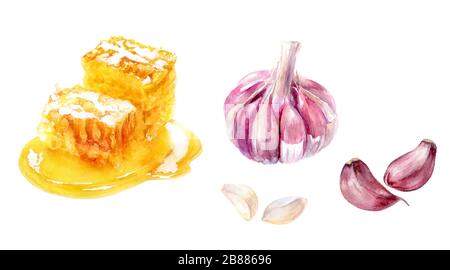 Honigkamm Knoblauch setzt auf weißem Hintergrund ein Aquarell Stockfoto