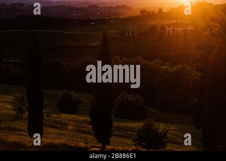 Klassische toskanische Landschaft bei Sonnenuntergang, Hügel im Sommer mit Zytunen im Vordergrund Stockfoto