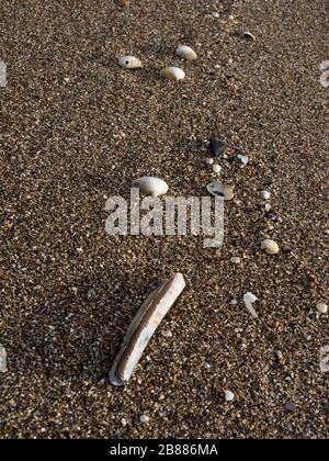 Am Ufer des Sandilands Beach, Lincoln, Großbritannien, wuchsen Seashells Stockfoto