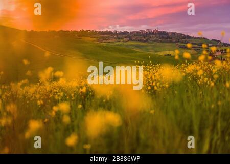 Überblick über die Stadt Pienza im Val d'Orcia in der Toskana, Blick von den Feldern, die bei Sonnenuntergang blühen Stockfoto