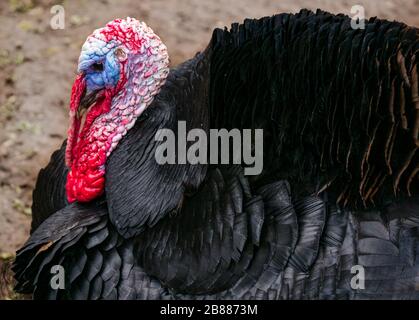 Männliche hauspute (Meleagris gallopavo) mit aufgewickelten Federn in der Paarung auf dem Bauernhof Stockfoto