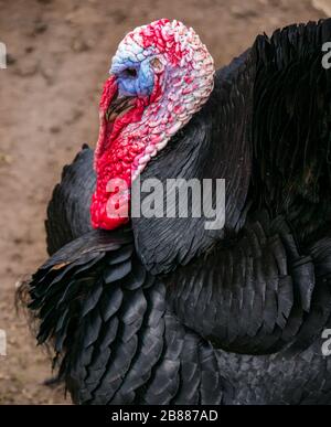 Männliche hauspute (Meleagris gallopavo) mit aufgewickelten Federn in der Paarung auf dem Bauernhof Stockfoto