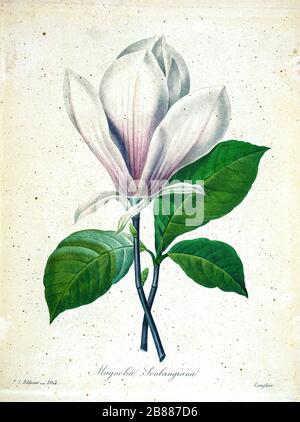 Handbemalte Gravurgravur aus dem 19. Jahrhundert, illustriert von Pierre-Joseph Redoute eine Magnolia Soulangiana (chinesische magnolie) Blume. Herausgegeben in Choix des Plus Belles Fleurs, Paris (186). Von Redouté, Pierre Joseph, 1759-1840.; Chapuis, Jean Baptiste.; Ernest Panckoucke.; Langois, Dr.; Bessin, R.; Victor, fl. CA. 1820-1850. Stockfoto