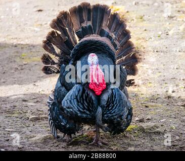 Männliche hauspute (Meleagris gallopavo) mit aufgewickelten Federn in der Paarung auf dem Bauernhof Stockfoto