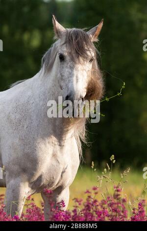 Graues andalusisches Pferd, das im gren Feld mit violetten Blumen spazieren geht und isst. Tierporträt. Stockfoto