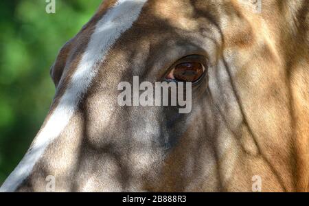 Kopf des akhal-Teke-Pferdes mit braunen Augen an weißem Fleck. Tierporträt im Nahaufnahme. Stockfoto