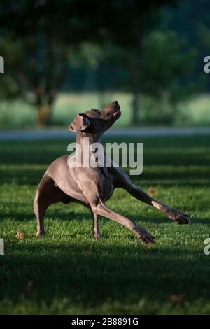 Aktiver weimaraner grauer Hund, der mit einem Tennisball spielt, der ihn in die Luft holt. Happy Dog Konzept. Stockfoto