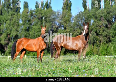 Zwei akhal-teke züchten Pferde, Bucht und Kastanie, die frei auf dem Feld stehen. Tierporträt. Stockfoto