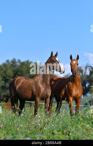Zwei akhal-teke züchten Pferde, Bucht und Kastanie, die frei auf dem Feld stehen. Tierporträt. Stockfoto