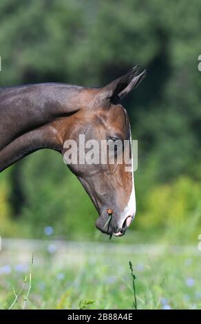 Junge Bucht akhal Teke züchtet Fohlen Nahaufnahme Porträt. Stockfoto
