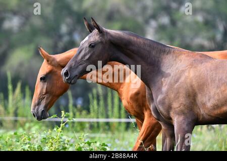 Zwei akhal-teke züchten Pferde, Bucht und Kastanie, die auf dem Feld frei laufen. Tierporträt. Stockfoto