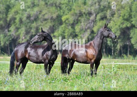Zwei schwarze akhal-teke züchten Pferde, die nebeneinander auf dem Feld laufen. Stockfoto