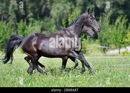 Zwei schwarze akhal-teke züchten Pferde, die nebeneinander auf dem Feld laufen. Stockfoto