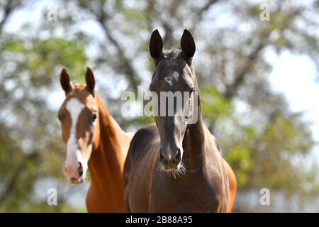 Zwei akhal Teke-Pferde, Bucht und Kastanie, mit großem Interesse in die Kamera blicken. Tierporträt. Stockfoto