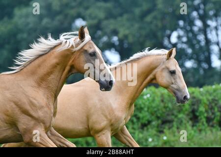 Zwei palomino akhal Teke züchten Pferde, die gemeinsam im Park laufen. Tierporträt. Stockfoto