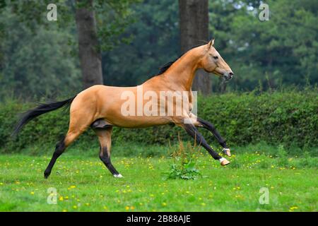 Buckskin akhal Teke-Hengst läuft im Sommer im Galopp auf dem grünen Feld mit Bäumen und Wald im Hintergrund. Stockfoto