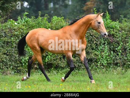 Buckskin akhal Teke-Hengst, der im Sommer auf dem grünen Feld mit Bäumen und Wald im Hintergrund läuft. Stockfoto