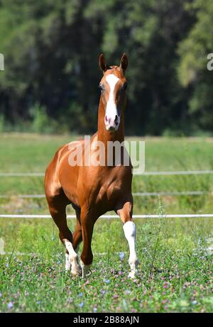 kastanien-akhal-Teke-Hengst mit weißer Flamme auf dem Kopf, der im Trab in der grünen Sommerweide nach vorne läuft. Tierporträt. Stockfoto
