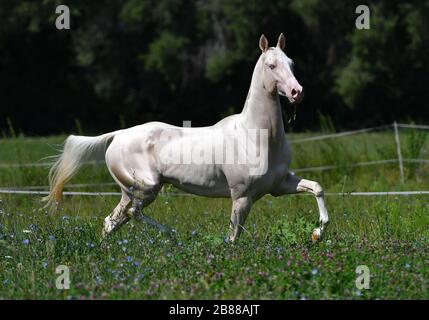 Cremello akhal Teke-Hengst, der in Trab im Fahrerlager in Trot läuft. Stockfoto