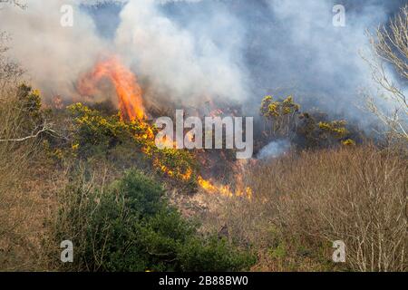 Gorse-Feuer breitet sich über die Heide aus Stockfoto