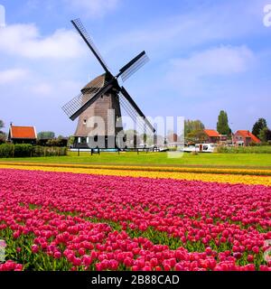 Bunte Frühlings-Tulpen mit Windmühle, Niederlande Stockfoto