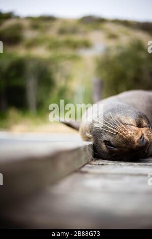 In einem nap Stockfoto