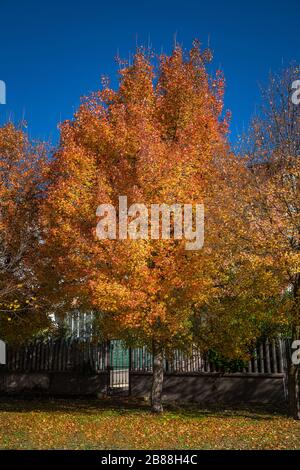 Gelber Herbst-Ahorn-Baum im Stadtpark. Stockfoto