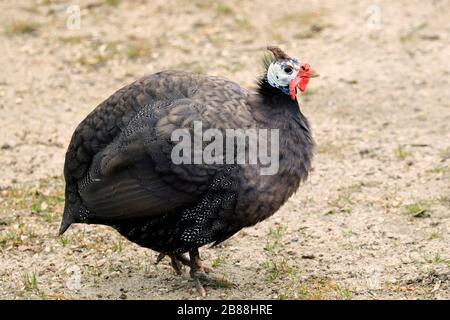 Helmeted Guineafowl, Numida meleagris. Cape May County Park & Zoo, Cape May Courthouse, New Jersey, USA Stockfoto