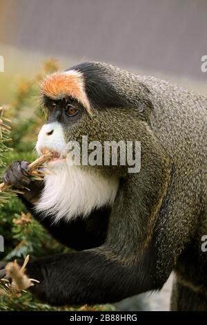 A de Brazza's Monkey, Cercopithecus neglectus. Cape May County Park and Zoo, Cape May Courthouse, New Jersey, USA Stockfoto