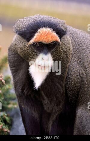 A de Brazza's Monkey, Cercopithecus neglectus. Cape May County Park and Zoo, Cape May Courthouse, New Jersey, USA Stockfoto