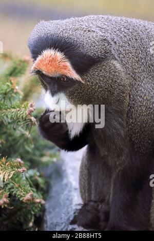 A de Brazza's Monkey, Cercopithecus neglectus. Cape May County Park and Zoo, Cape May Courthouse, New Jersey, USA Stockfoto