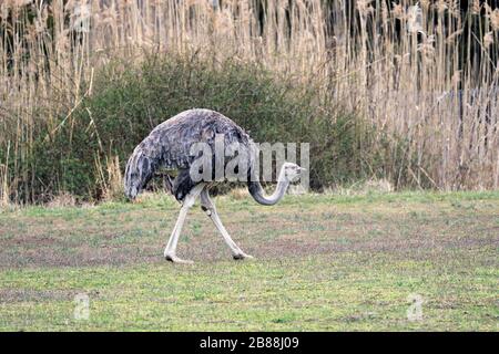 Eine weibliche Somali Strauß, Struthio molybdophanes, im Cape May County Park & Zoo, Cape May Courthouse, New Jersey, USA Stockfoto