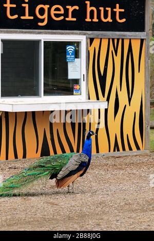 Ein Pfau, Pavo Cristatus, vor dem Konzessionsstand Tiger Hut im Cape May County Park & Zoo, New Jersey, USA Stockfoto