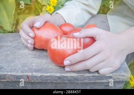 Gemüsegruppe in menschlichen Händen. Die Bauern halten sich mit frisch geernteten Tomaten in der Hand Stockfoto