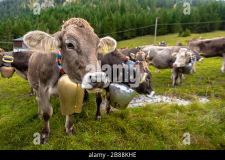 Hübsche Almkühe mit Glocken um den Hals nach dem Almabtrieb von der Alm zurück ins Dorf im Herbst, Alpen, Deutschland Stockfoto