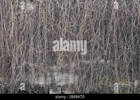 Hängende Äste von wilden Trauben an einer Betonwand ohne Blätter. Trockener Weinstock aus wilden Trauben, Efeue. Hintergrundtextur der wilden Trauben. Stockfoto