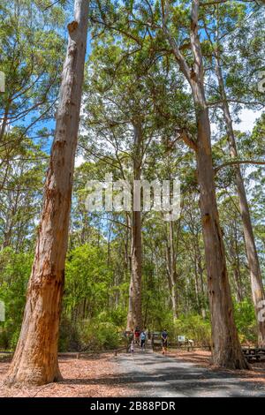 Blick auf den Gloucester Tree, einen riesigen Karri Baum, der früher als Brandausblick genutzt wurde, Gloucester National Park, Pemberton, WA, Australien Stockfoto