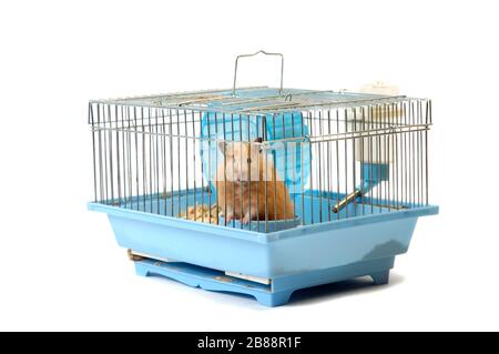 Niedliche Hamster in einem Käfig sitzen und schauen durch die Gitter-Zellen Stockfoto