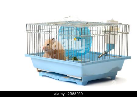 Niedliche Hamster in einem Käfig sitzen und schauen durch die Gitter-Zellen Stockfoto