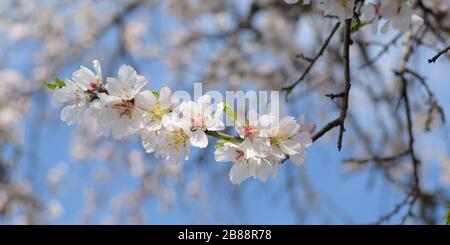 Mandelbaumzweig voller weißer rosafarbener Blüte während der Frühlingszeit Stockfoto