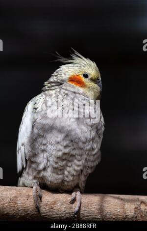 Cockatiel (Nymphicus hollandicus) Papagei auf einem Ast vor dunklem Hintergrund Stockfoto