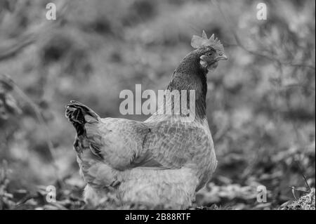 Auf einer Straße verläuft in norddeutschland ein Huhn Stockfoto