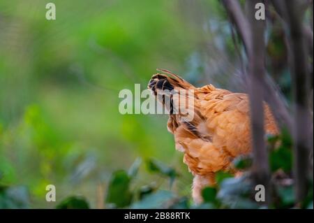 Auf einer Straße verläuft in norddeutschland ein Huhn Stockfoto