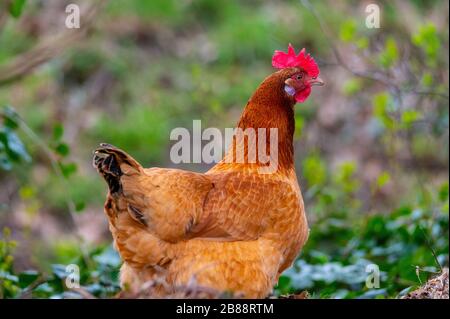 Auf einer Straße verläuft in norddeutschland ein Huhn Stockfoto