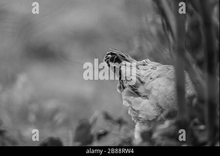 Auf einer Straße verläuft in norddeutschland ein Huhn Stockfoto