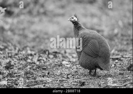 Auf einer Straße in Norddeutschland verläuft ein Meerschweinchen Stockfoto