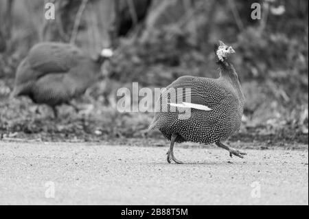 Auf einer Straße in Norddeutschland verläuft ein Meerschweinchen Stockfoto