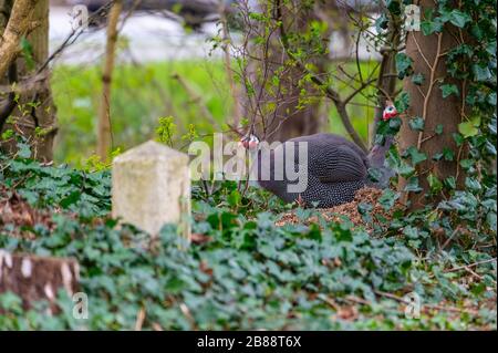 Auf einer Straße in Norddeutschland verläuft ein Meerschweinchen Stockfoto