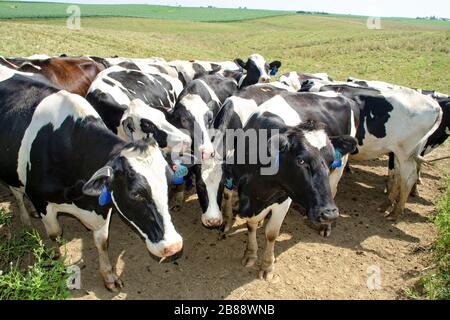 Eine Herde von Kühen, die auf einem Feld zusammen stehen Stockfoto